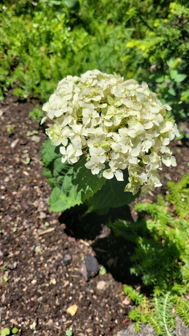 Proven Winners Invincibelle Wee White Hydrangea - Thumbnail 3