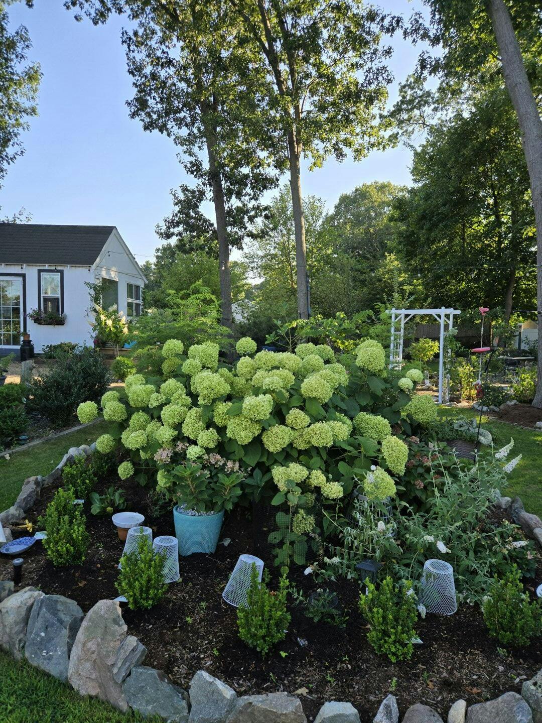 Proven Winners Incrediball Smooth Hydrangea