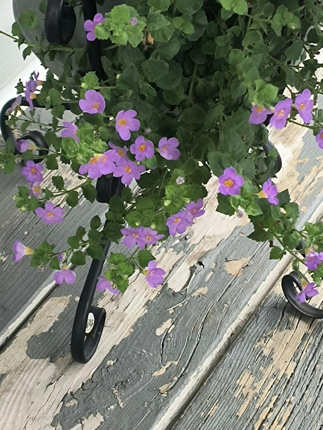 Proven Winners Bacopa - Thumbnail 3