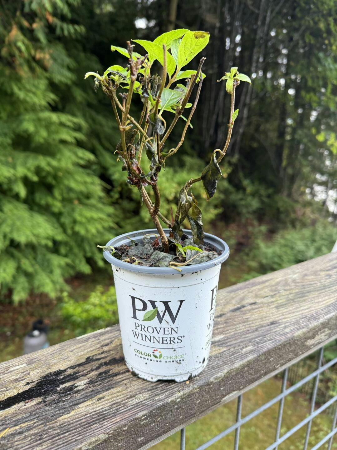 Proven Winners Panicle Hydrangea - Thumbnail 4