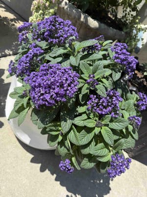 Aromagica® Purple Heliotrope (Heliotropium arborescens)