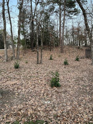 Spring Grove® Western Arborvitae (Thuja plicata)