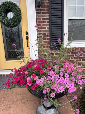 Truffula™ Pink Globe Amaranth (Gomphrena pulchella)