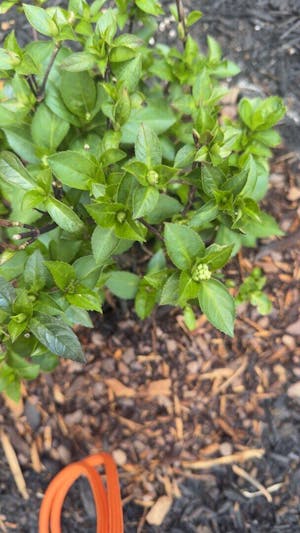 Fairytrail Fresco® Cascade Hydrangea (hybrid) | Proven Winners® New Variety 2026