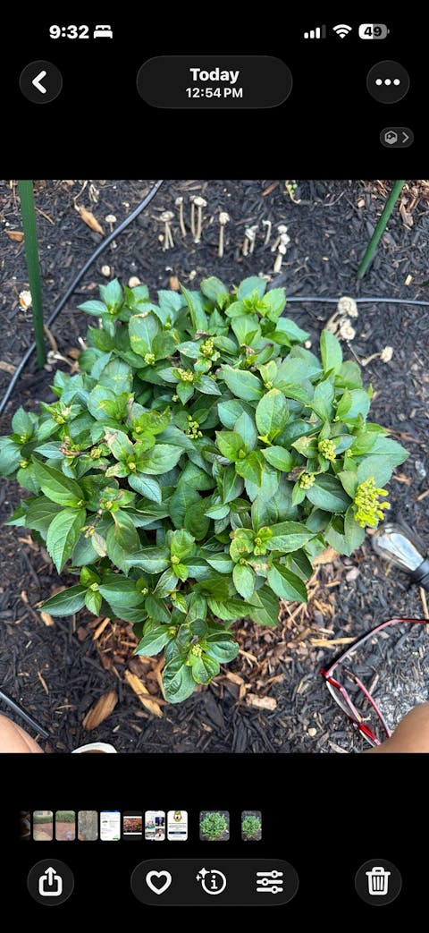 Fairytrail Fresco® Cascade Hydrangea (hybrid) | Proven Winners® New Variety 2026