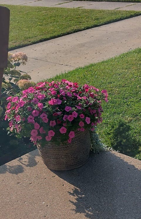 Proven Winners Direct™