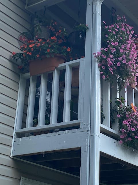 Supertunia Vista® Bubblegum® Petunia