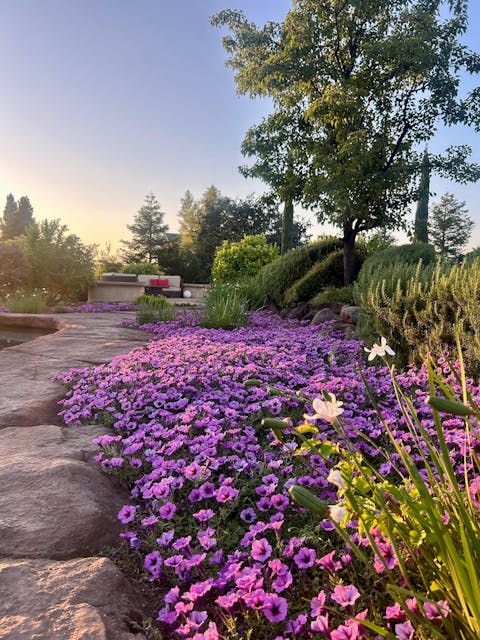 Supertunia® Bordeaux™ Petunia