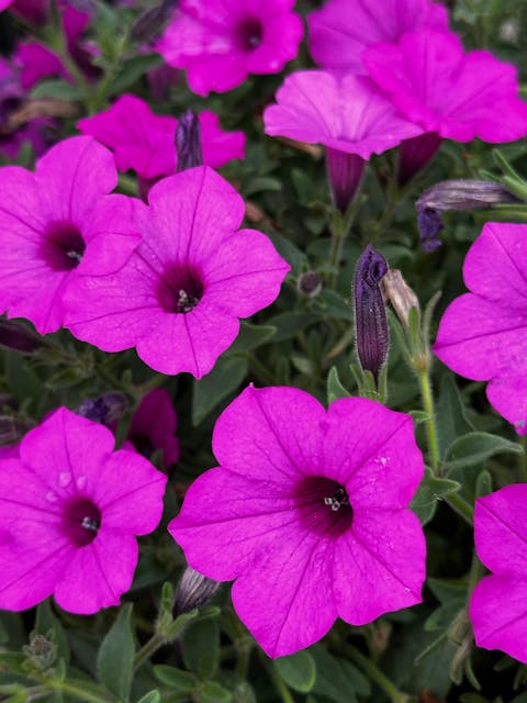 Supertunia Vista® Jazzberry® Petunia