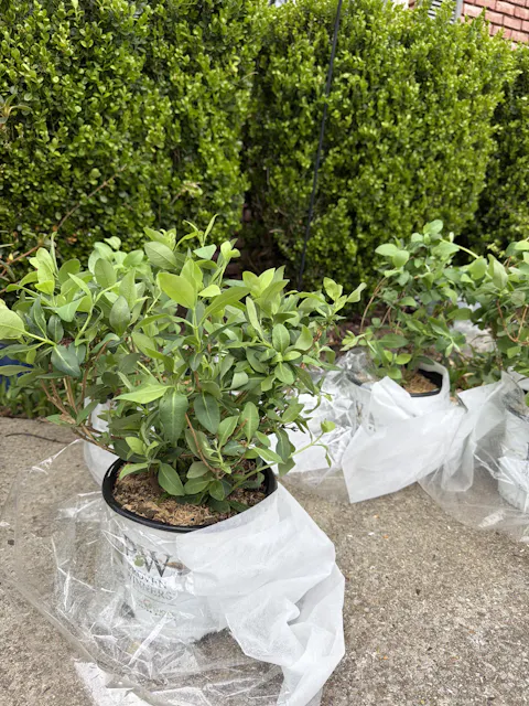 'Scentsation' Honeysuckle (Lonicera periclymenum)