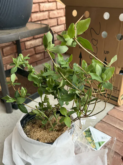 Proven Winners Direct™