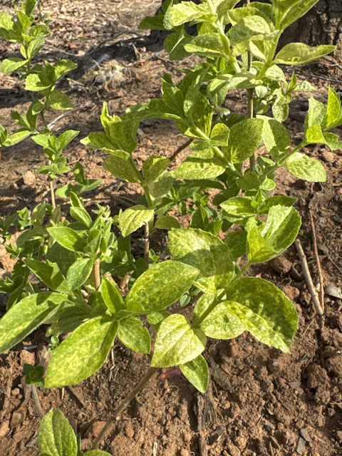 Illuminati Sparks™ Mockorange (Philadelphus coronarius)