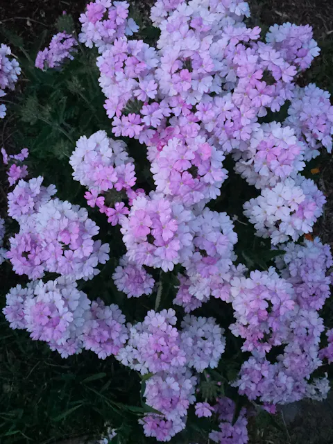 Superbena® Pink Cashmere™ Verbena