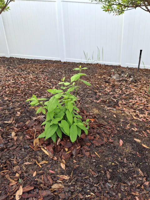 Proven Winners Direct™