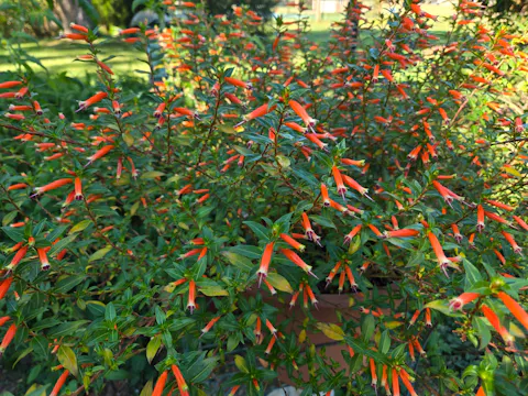 Vermillionaire® Large Firecracker Plant (Cuphea hybrid)