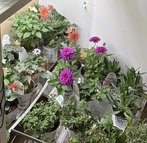 Proven Winners Direct™