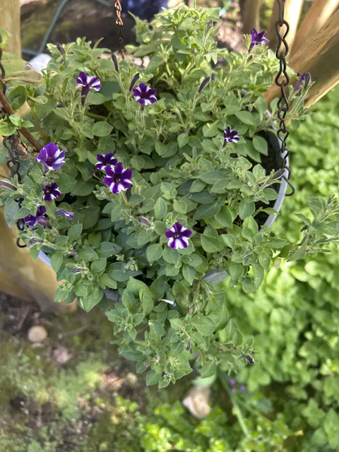 Supertunia Mini Vista® Violet Star Petunia