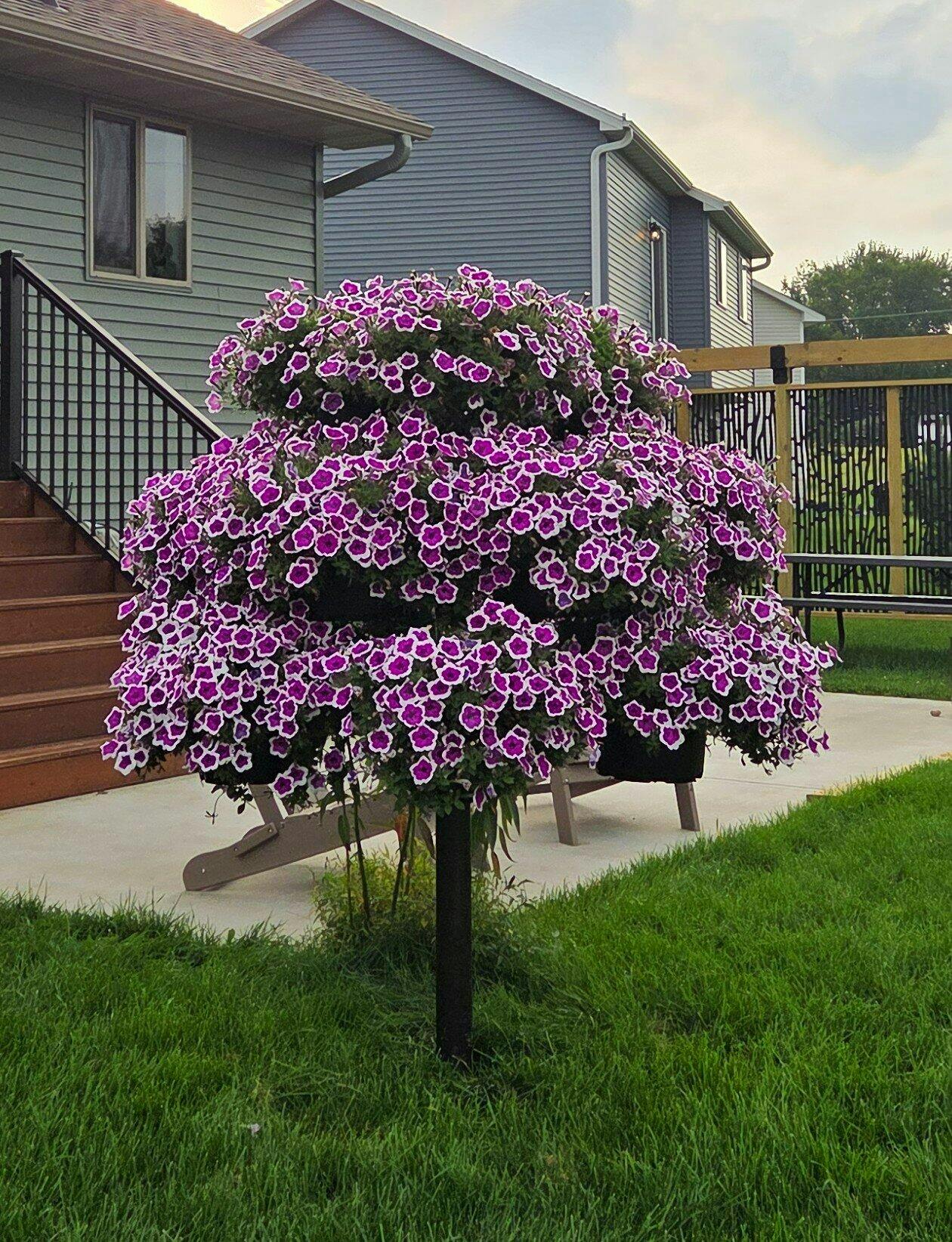 Petunia | Supertunia® Hoopla® Vivid Orchid™ | Proven Winners