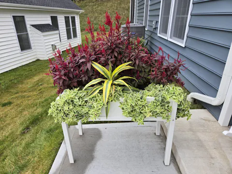 Mezoo™ Trailing Red Livingstone Daisy (Aptenia cordifolia)