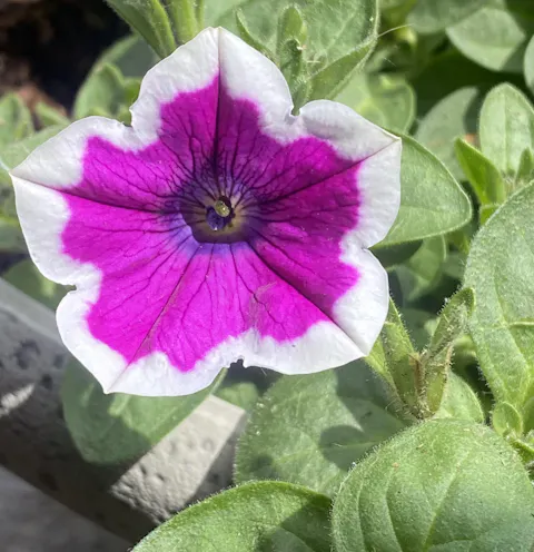Supertunia® Hoopla® Vivid Orchid™ Petunia