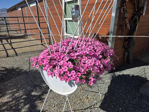 Supertunia Vista® Bubblegum® Petunia