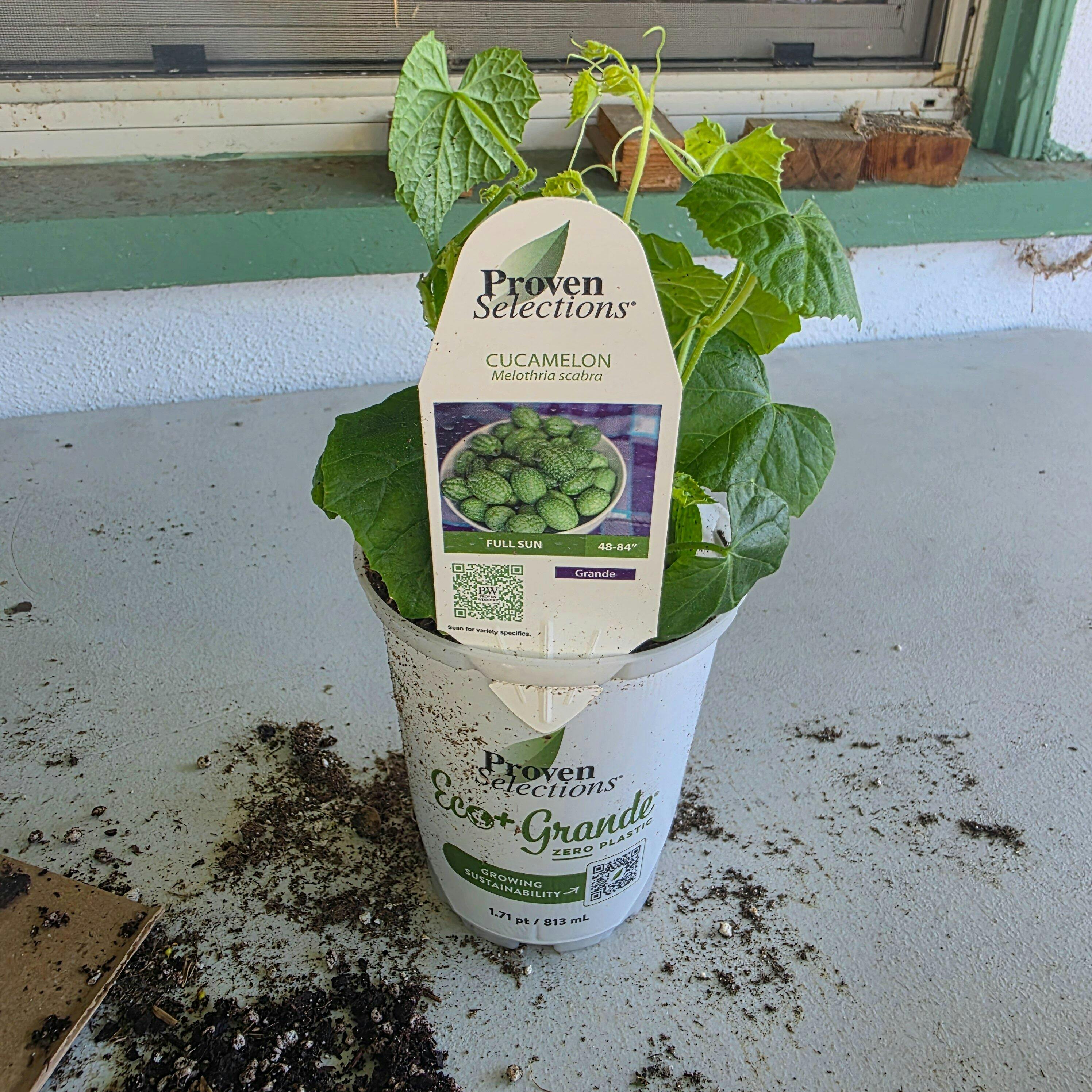 Mouse Melon | Cucamelon | Proven Winners® Plants – Proven Winners