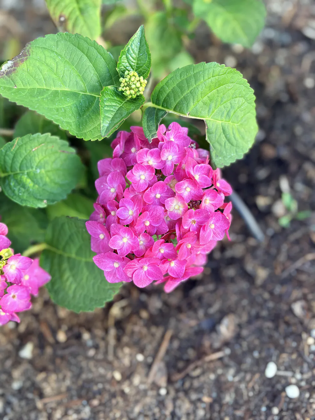 Continuous Blooming Hydrangea | Let's Dance® Hot Stepper™ | Proven