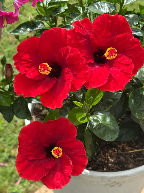 Hollywood Hibiscus® Hot Shot™ Tropical Hibiscus (Hibiscus rosa-sinensis)