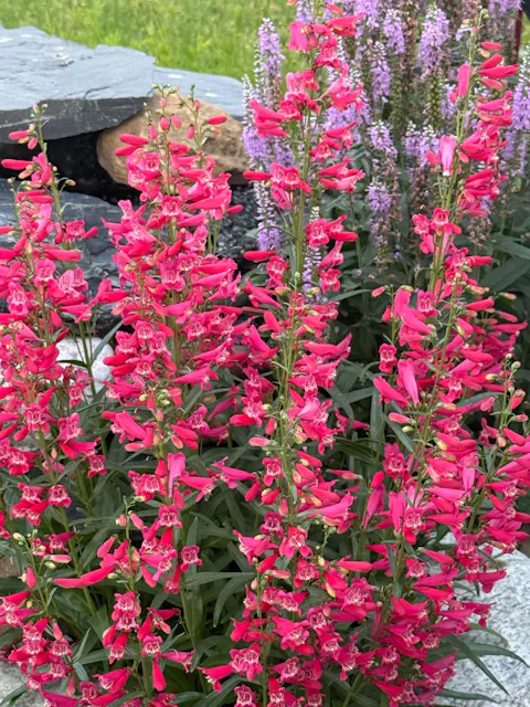 Bejeweled® 'Rose Rhinestones' Bearded Penstemon (Penstemon barbatus)