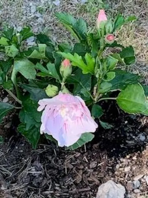 Starblast Chiffon® Rose of Sharon (Hibiscus syriacus)