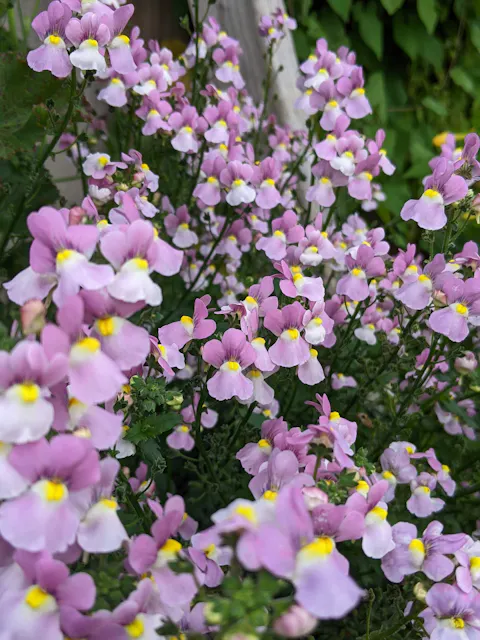 Aromance® Pink Nemesia (Nemesia fruticans)