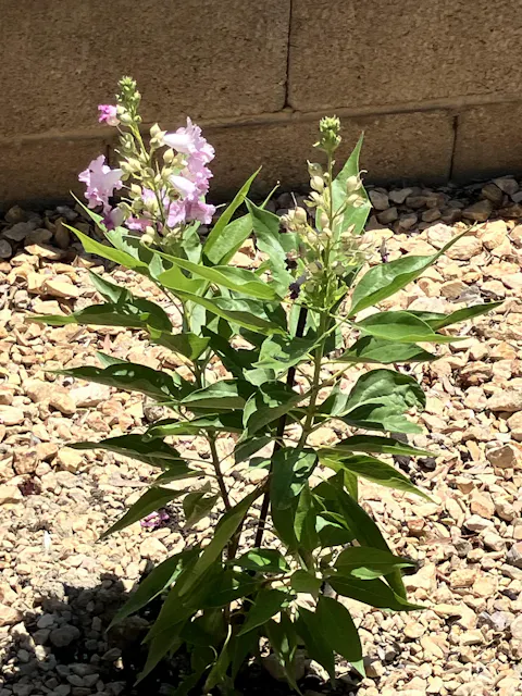 El Niño® Desert Orchid (Chitalpa)