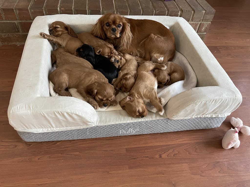 Memory Foam Dog Beds for Small, Medium, & Large Dogs Puffy