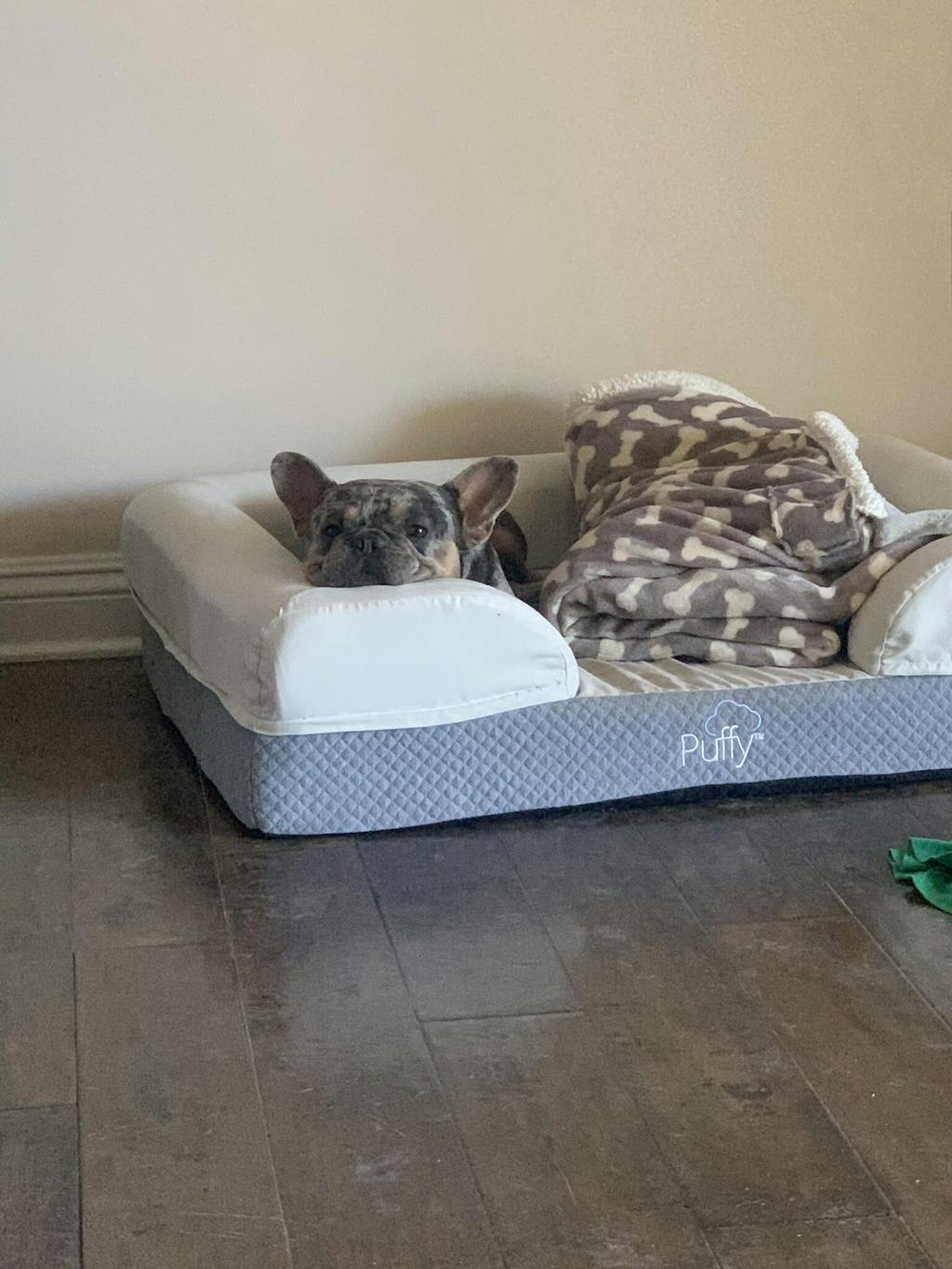 Memory Foam Dog Beds for Small, Medium, & Large Dogs Puffy