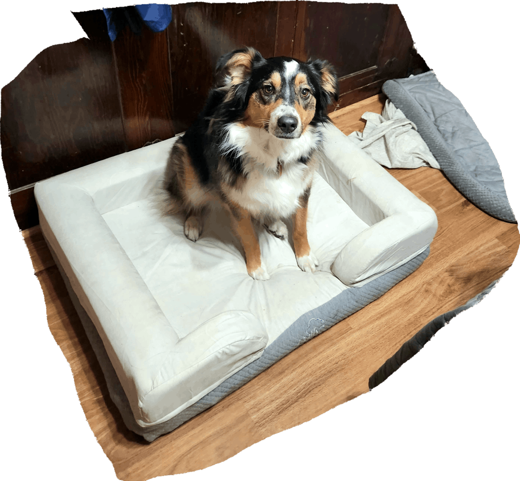 Official Puffy Dog Bed Sale Now 15 Off