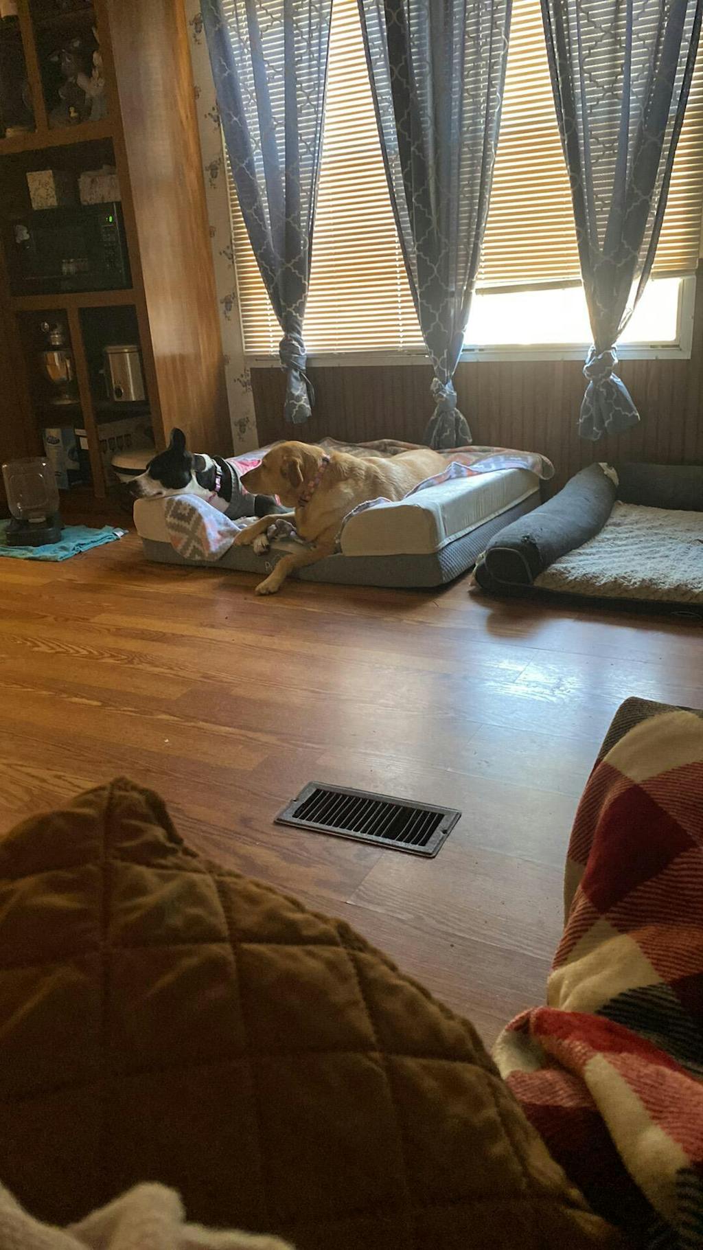 Official Puffy® Dog Bed Luxury Rest for Your Furry Friend