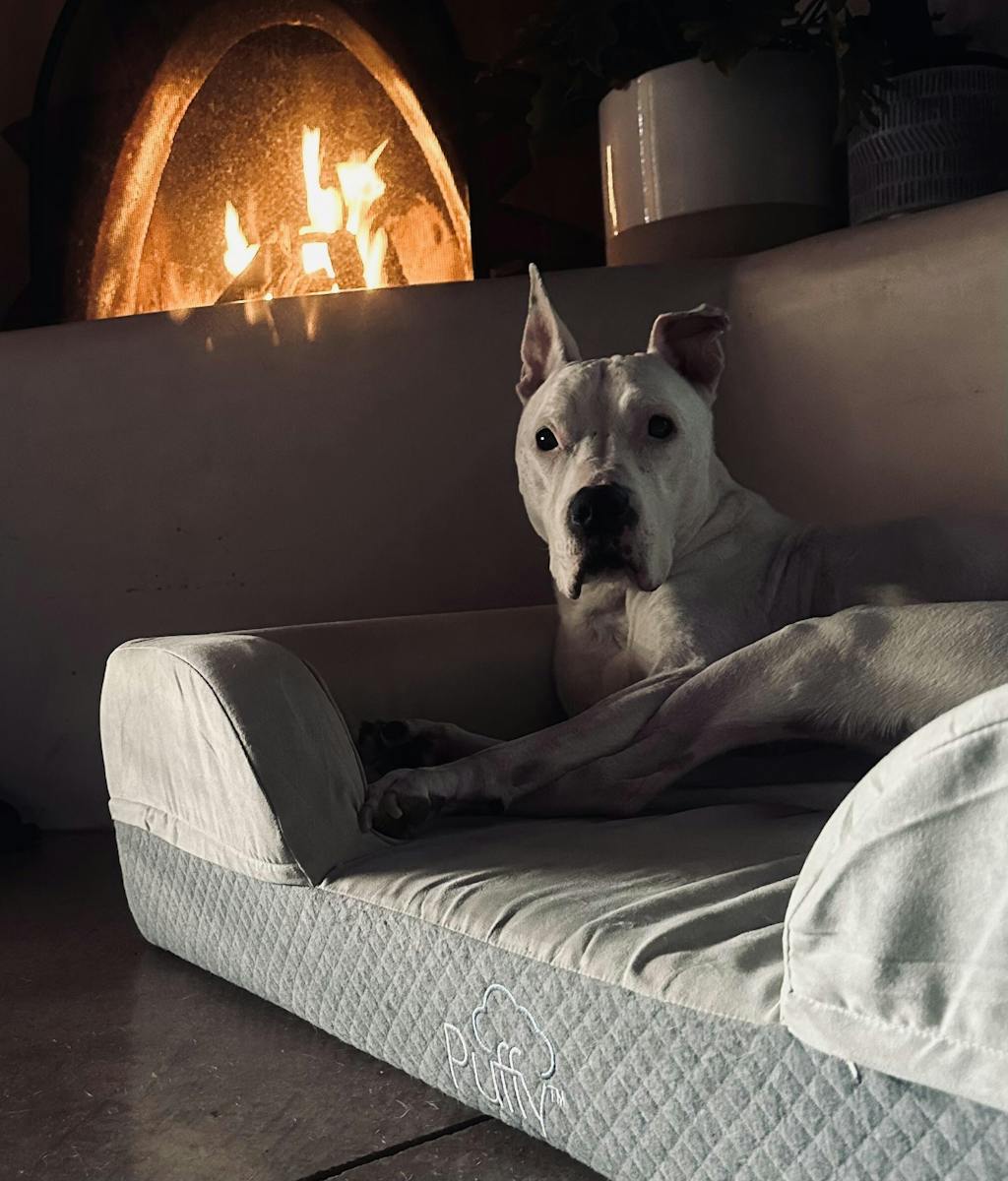 Official Puffy® Dog Bed Luxury Rest for Your Furry Friend