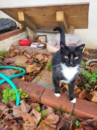 Puppies Make Me Happy