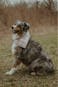Blush Checkered Dog Bandana