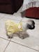 Daisy Dress Pet Clothing