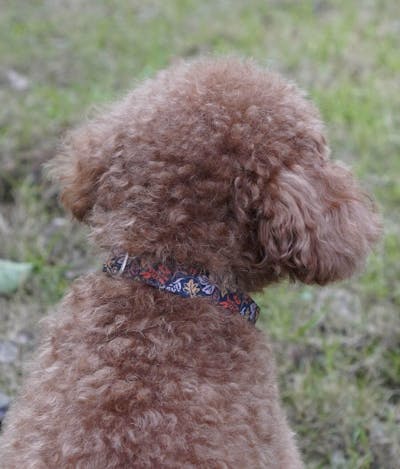 Dog Collar | Fall Leaf Blue & Pink