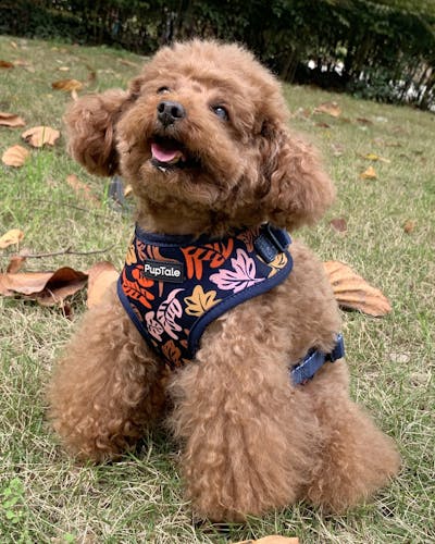 Adjustable Dog Harness | Fall Leaf Blue & Pink