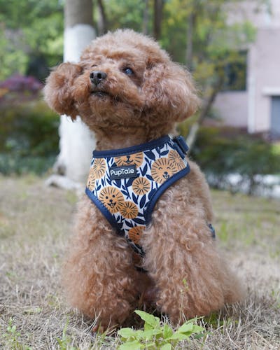 Adjustable Dog Harness | Spring Sunflower Blue & Yellow
