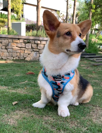 Dog Harness and Leash Set | Winter Snowflake Blue & Orange