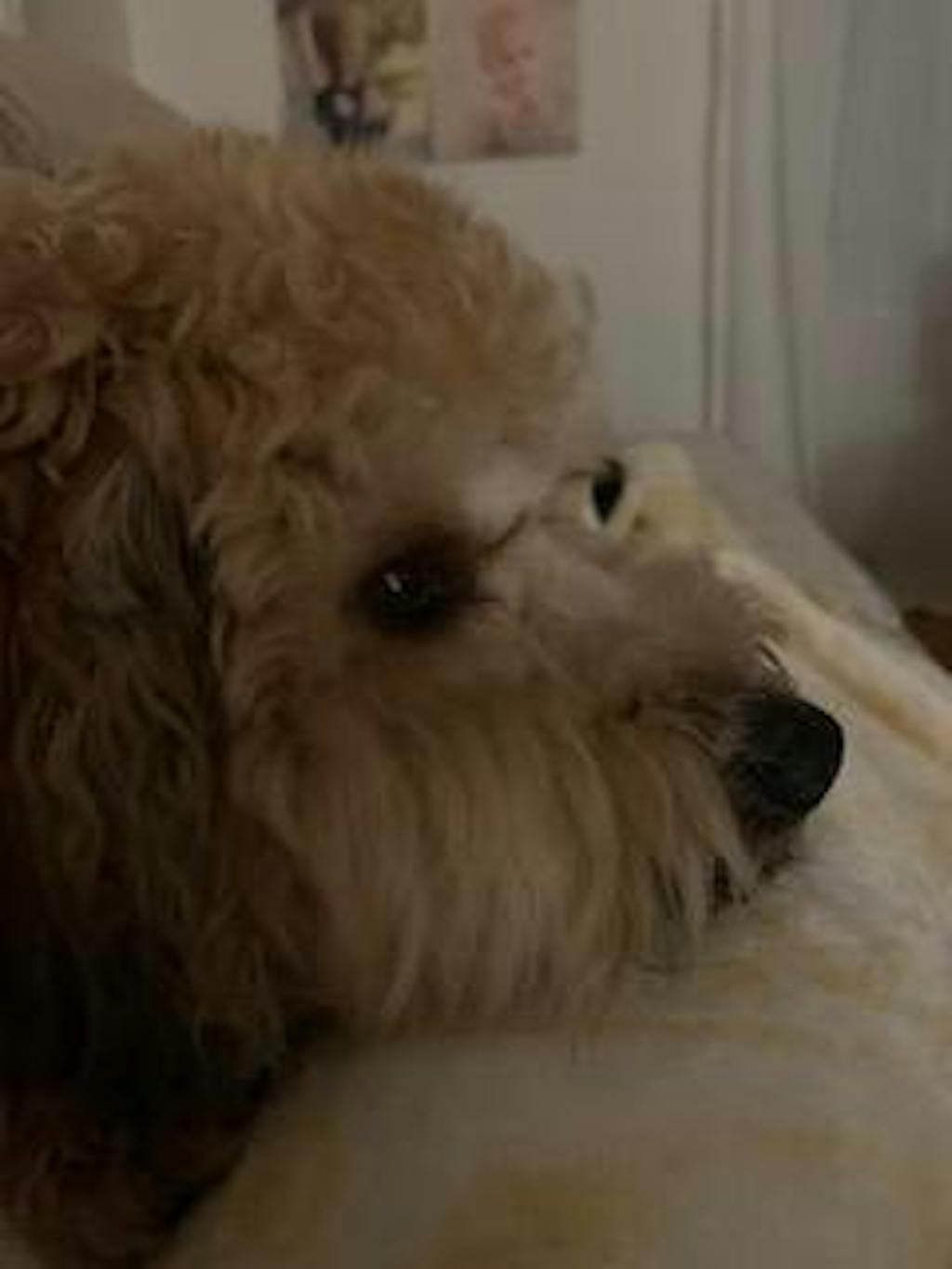 ultimate-dog-grooming-course-pupwell