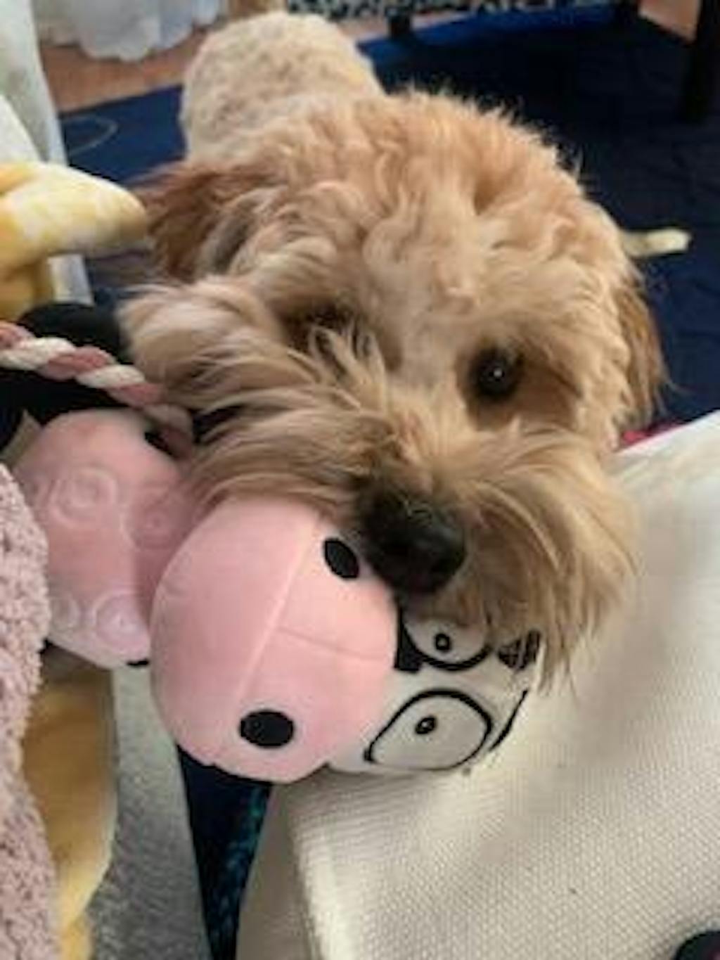 ultimate-dog-grooming-course-pupwell