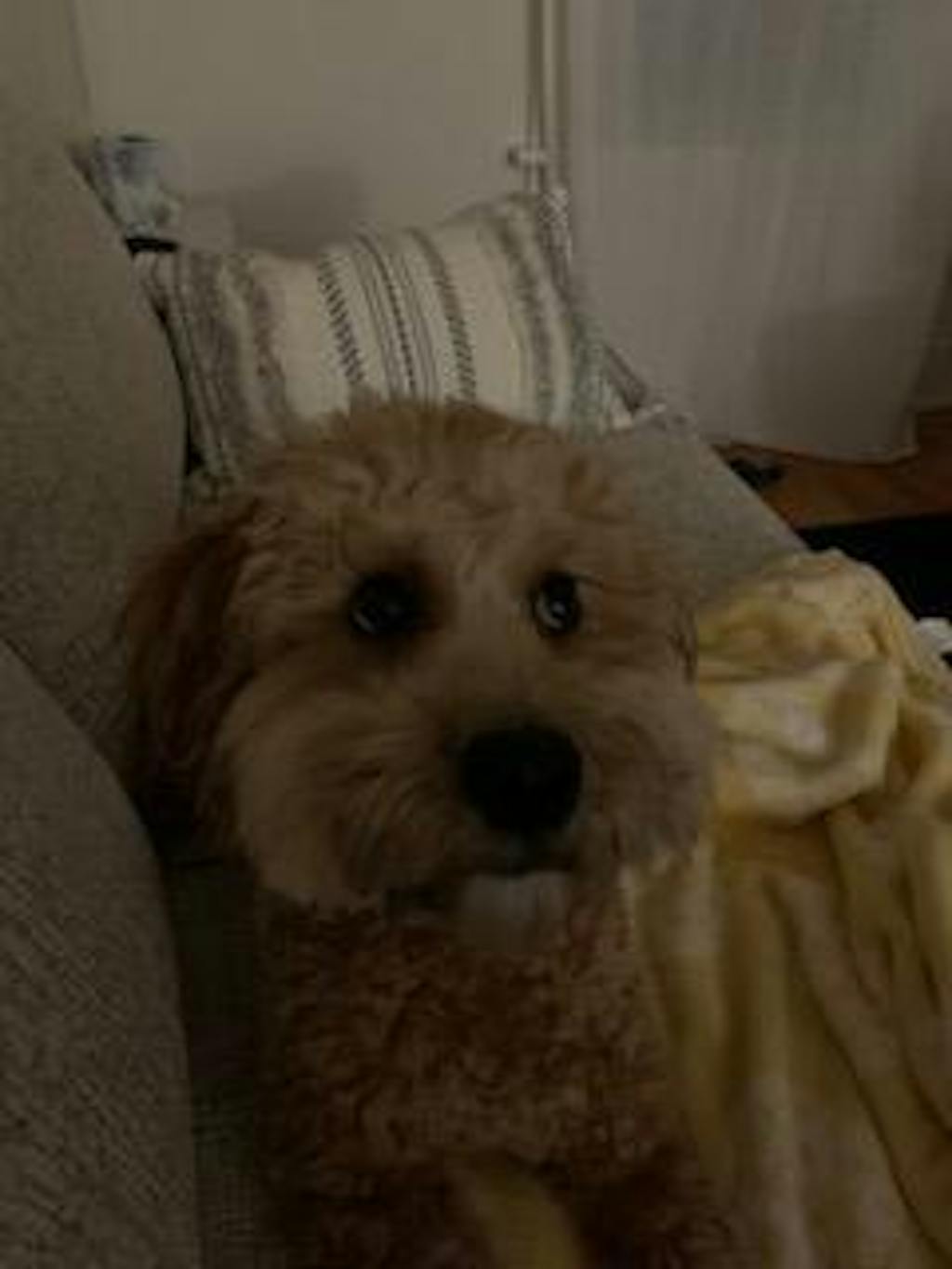 ultimate-dog-grooming-course-pupwell