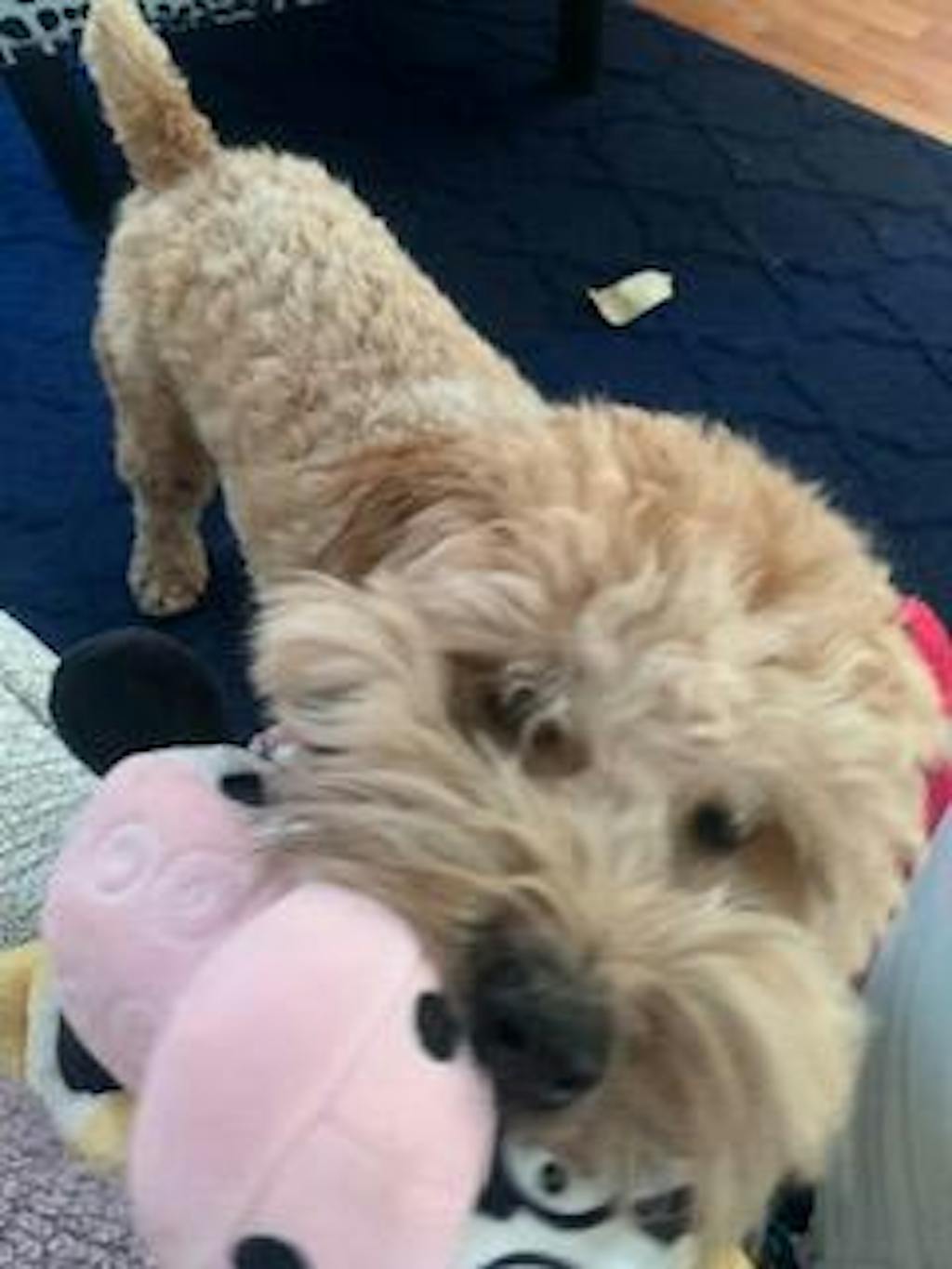 ultimate-dog-grooming-course-pupwell