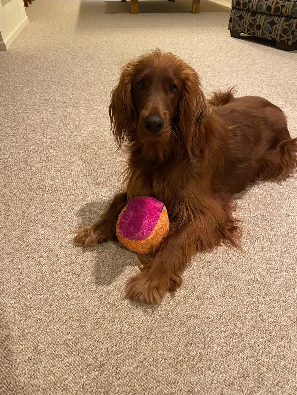 Pupzle Dogs Pooper Scooper Replacement bags 40 pcs