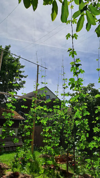 Purgrn Hopfen-Dnger 1 kg
